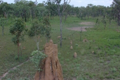 Australia Turmites